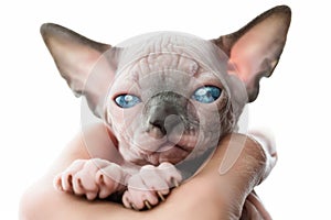 Female hands holding kitten of Canadian Sphynx Cat on white background