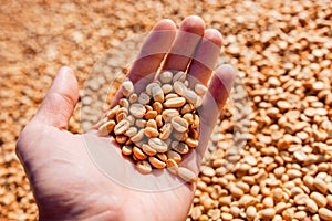 Female hands holding raw coffee beans photo