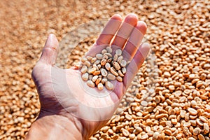 Female hands holding raw coffee beans photo