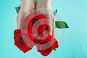 Female hands holding red rose on aquamarine