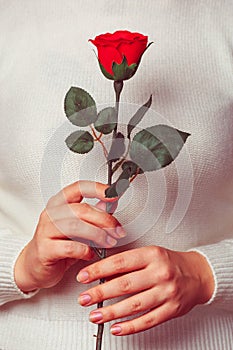Female hands holding red rose as symbol of love at Valentines day. Young woman