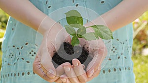 Female hands holding a seedling