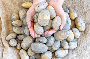 Female hands holding a selection of fresh unwashed organic potatoes