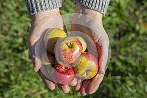 Female hands holding small wild apples in the forest
