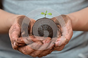 Female hands holding soil ball with small green plant. Ecology and environment, earth care concept.