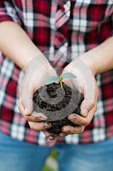 Female hands holding soil and young plant, closeup.
