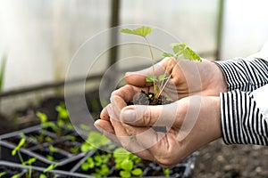 Female hands holding strawberry seedlings in the greenhouse. Gardening and spring concept.