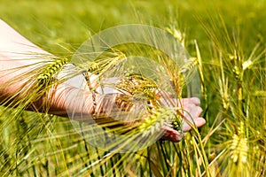 Female hands holding wheat ears