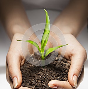 Female hands holding young green seedling sprout in soil, closeup