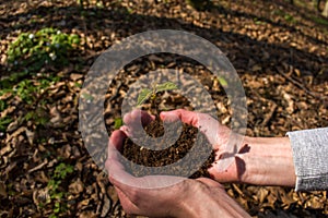 Female hands holding young plant with soil, close up