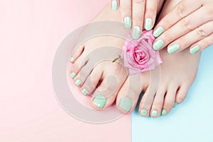 Female hands, legs with manicure and pedicure with flower on a pink, blue background, top view