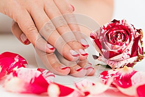 Female Hands With Nail Varnish Near The Rose