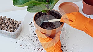 Female hands in orange rubber gloves loosen the soil with small rakes in pot with ficus lyrata. Rake ground in flowerpot