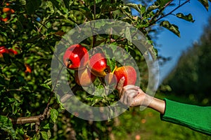 Female hands are picking apples. Red apple variety on the fruiting tree. Fruits on the lush green trees, fruit ready to