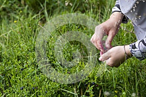 Female hands picking blueberries at the mountain