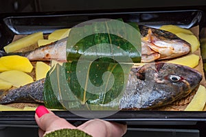 Female hands place a baking sheet with raw dorado fish and potatoes in the oven