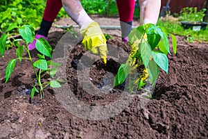 female hands plant seedlings of pepper in a hole in the vegetable garden