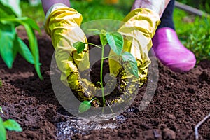 Female hands plant seedlings of pepper in a hole in the vegetable garden