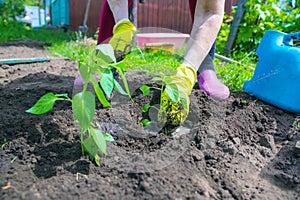 Female hands plant seedlings of pepper in a hole in the vegetable garden