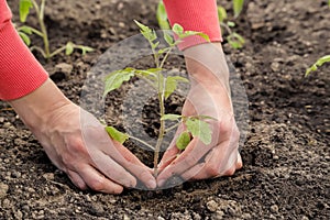 Female hands plant tomato sprout, season of vegetable planting, horticulture photo