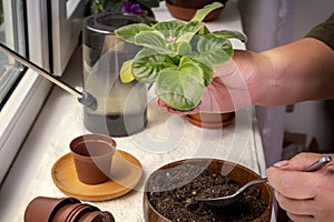 Female hands are planted babies violets Saintpaulias in a flower pot.