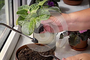 Female hands are planted babies violets Saintpaulias in a flower pot.