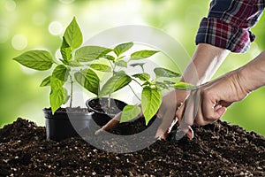 Female hands planting bell pepper seedlings in the vegetable garden