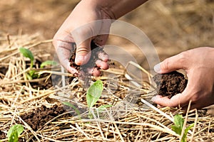 Female hands planting plants and taking care of her vegetable garden. Farmer covering young plants with dried straw to protect