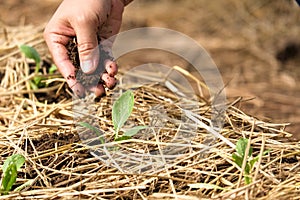 Female hands planting plants and taking care of her vegetable garden. Farmer covering young plants with dried straw to protect