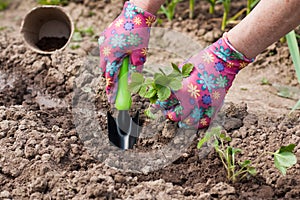 Female Hands Planting Seedling In Garden.