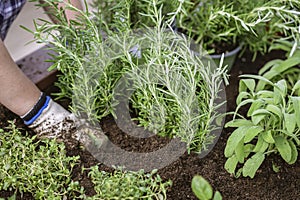 Female hands planting seedlings in the garden. Spring gardener works outdoors, hands in gloves at work