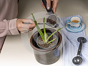 Female hands pour coffee grounds into the pot of an aloe vera plant to fertilize it