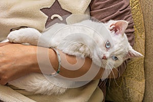 Female hands with a precious gold platinum bracelet a girl girl holds a cat in her arms white cat with blue eyes of an