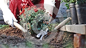 Female hands in protective gloves planting a bush of a red chrysanthemum into the earth. Slow motion