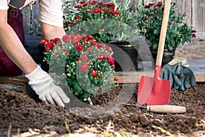 Female hands in protective gloves planting flowers in the garden in spring or summer