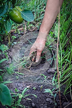 Female Hands Pull Out Weeds From Ground Garden. Weeding Weeds. Struggle Weeds Close Up.