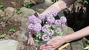 Female hands raise the earth around the blossoming decorative onions with garden ripper