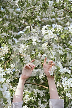 Female hands raised up in front of flowering tree,