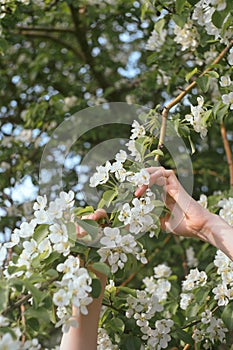 Female hands raised up in front of flowering tree,