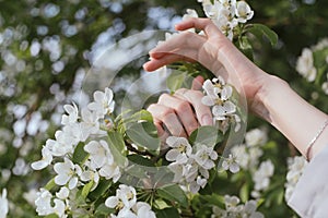 Female hands raised up in front of flowering tree