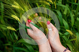 Female hands with red manicure hold ears of wheat