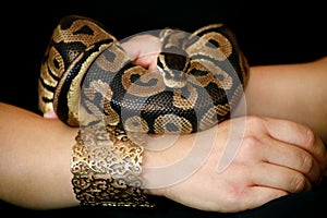 Female hands with Royal Python snake. Woman holds Ball Python snake in hands with jewelry. Python regius species of snake.