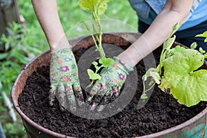 Female hands in rubber gloves set green plants in soil, steel barrel for seedling, close up view