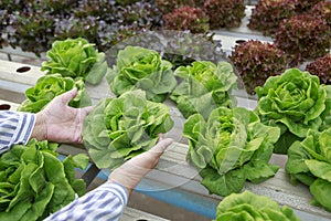 Female hands of Senior farmer holding fresh kale cabbage