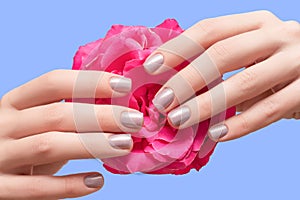 Female hands with silver nail design. Female hand hold red rose flower. Glitter gray nail polish manicure