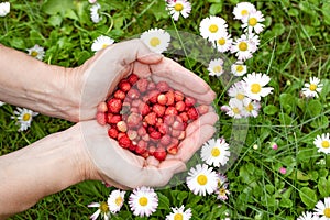 Female hands with strawberries, strawberries on a background of green grass with white daisies