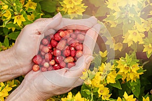 Female hands with strawberries, strawberries on a background of green grass with white daisies