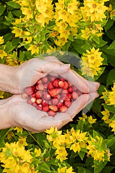 Female hands with strawberries, strawberries on a background of green grass with white daisies