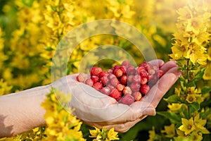 Female hands with strawberries, strawberries on a background of green grass with white daisies