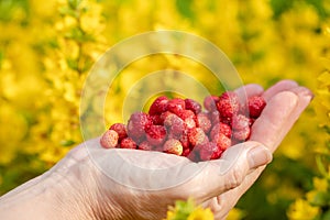 Female hands with strawberries, strawberries on a background of green grass with white daisies